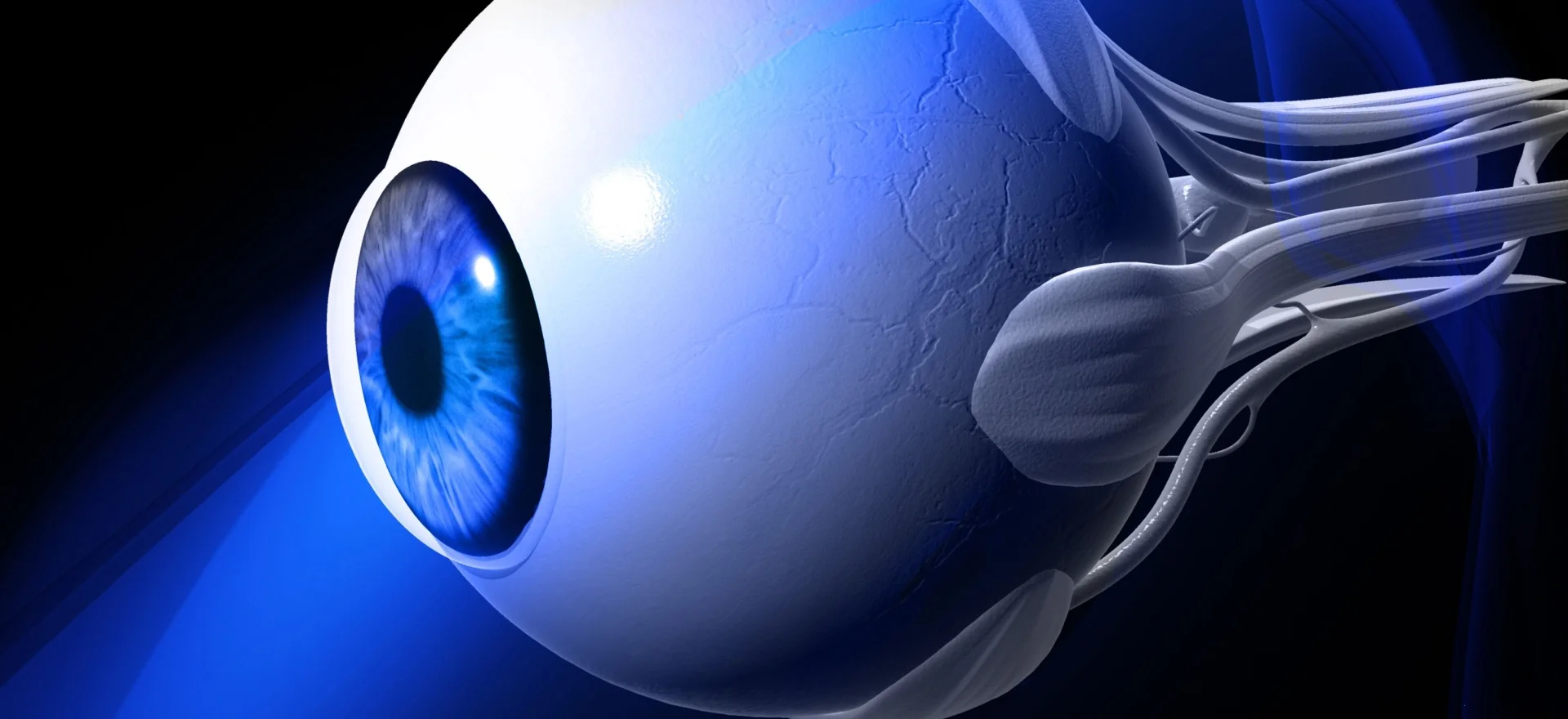 XcellerEYES lyophilized amniotic membrane allograft